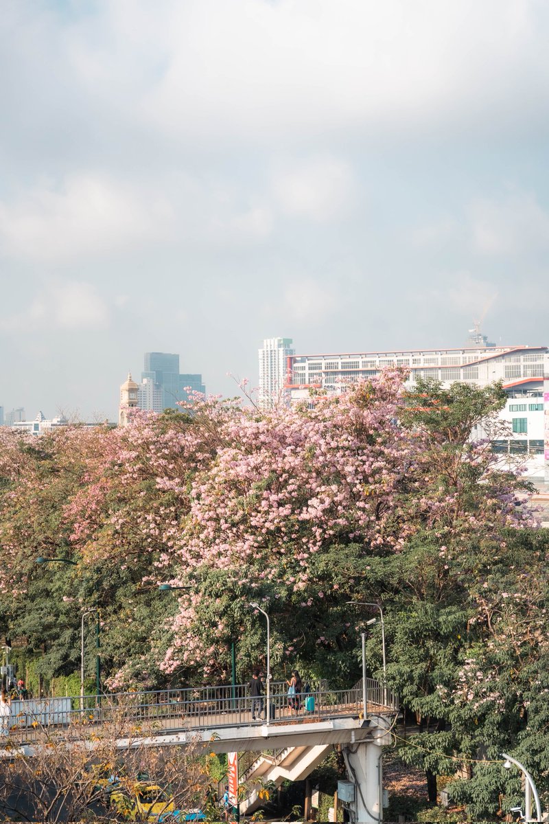 necrosiz_bank's tweet image. เริ่มบานเเล้ว ณ สวนจตุจักร