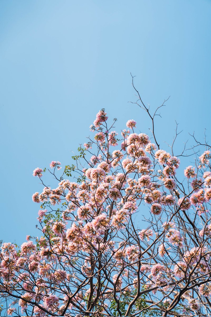 necrosiz_bank's tweet image. เริ่มบานเเล้ว ณ สวนจตุจักร