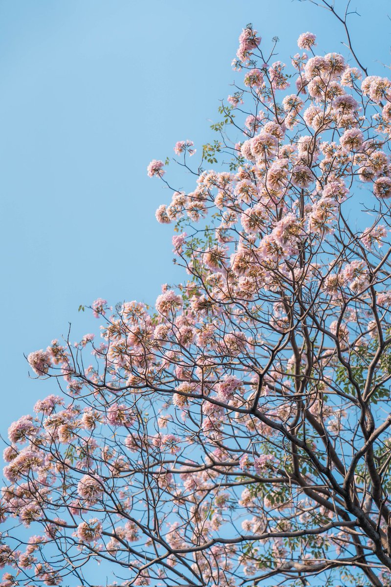 necrosiz_bank's tweet image. เริ่มบานเเล้ว ณ สวนจตุจักร