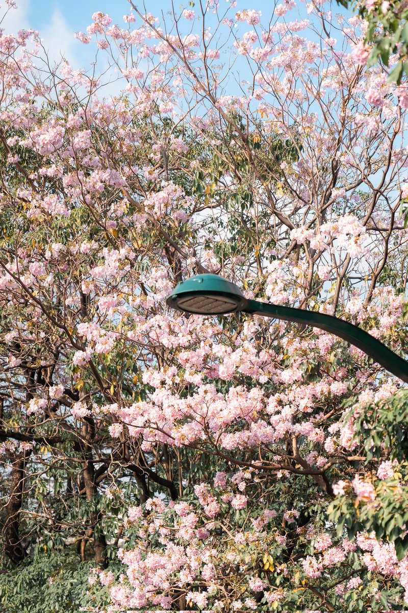 necrosiz_bank's tweet image. เริ่มบานเเล้ว ณ สวนจตุจักร