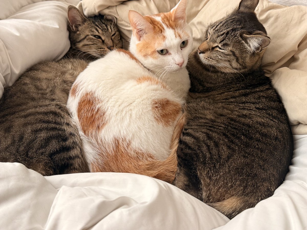 なぜ割って入るのか