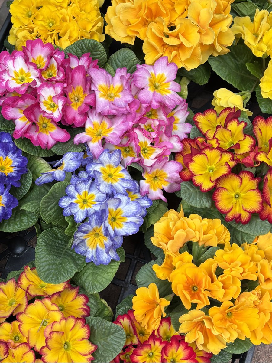 お花買ってきた⸜🌷︎⸝‍はやく春来て〜