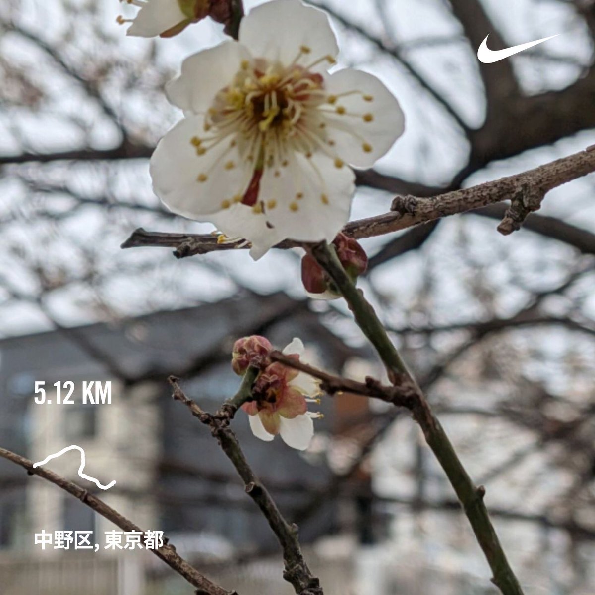 koihiro2000's tweet photo. いつもの近所ランニング🎽
寒いと思ったら雪が舞ってきた。
でも梅も咲いてた！ https://t.co/DOSpnk6lcg
