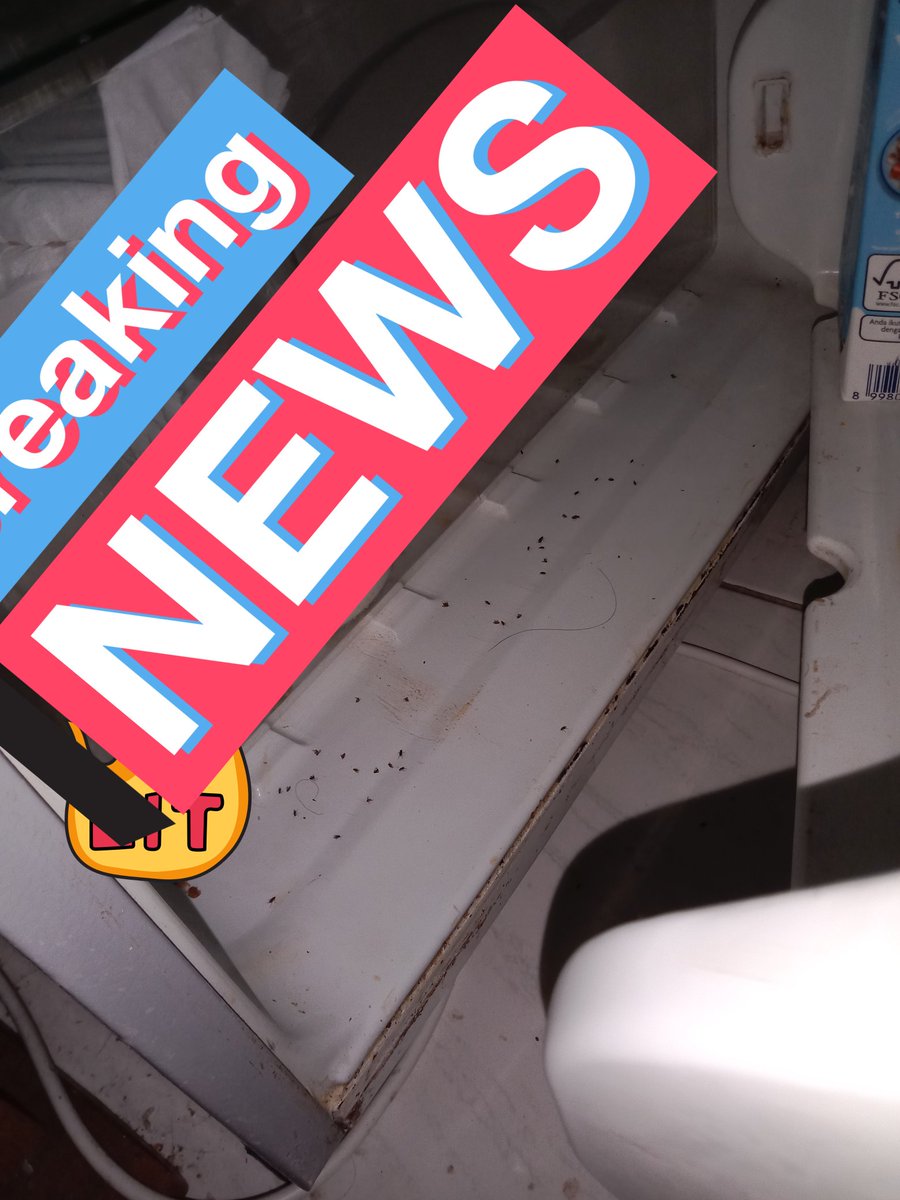 Kent_Chii2's tweet image. Ada yang tau ga ini serangga jenis apa?

Ciri2nya :

1. Suka nempel di tempat lembab, gelap, kek plastik sampah, kulkas yang lampunya mati, gelas minuman terbuka
2. Item, bisa terbang tapi bukan lalat