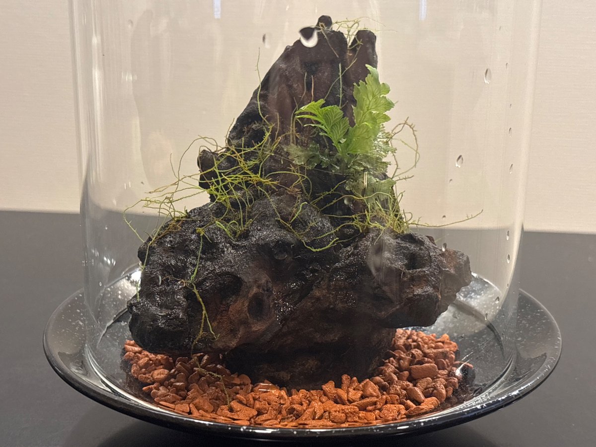 Jack___Amano's tweet photo. 流木を朽ちさせてシノブゴケを定着させるため、一年前に仕込んだテラリウムにようやくセファロマネスを入れられた。後は地面作ってコツボコケでも植えるかな。
容器はガラスドーム+深皿で少し回転寿司っぽくなったけど https://t.co/TaxcM5EBre