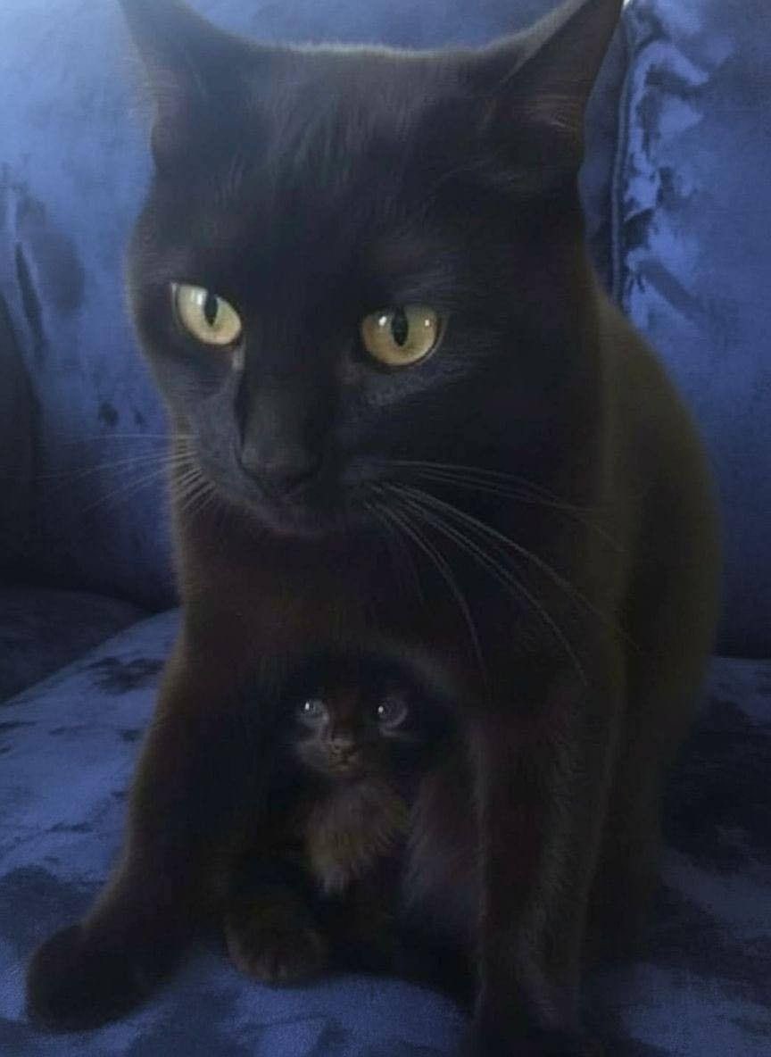 blackscats's tweet photo. https://t.co/OlIbxG8Own