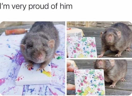 WholesomeMemes (@wholesomememe) on Twitter photo 