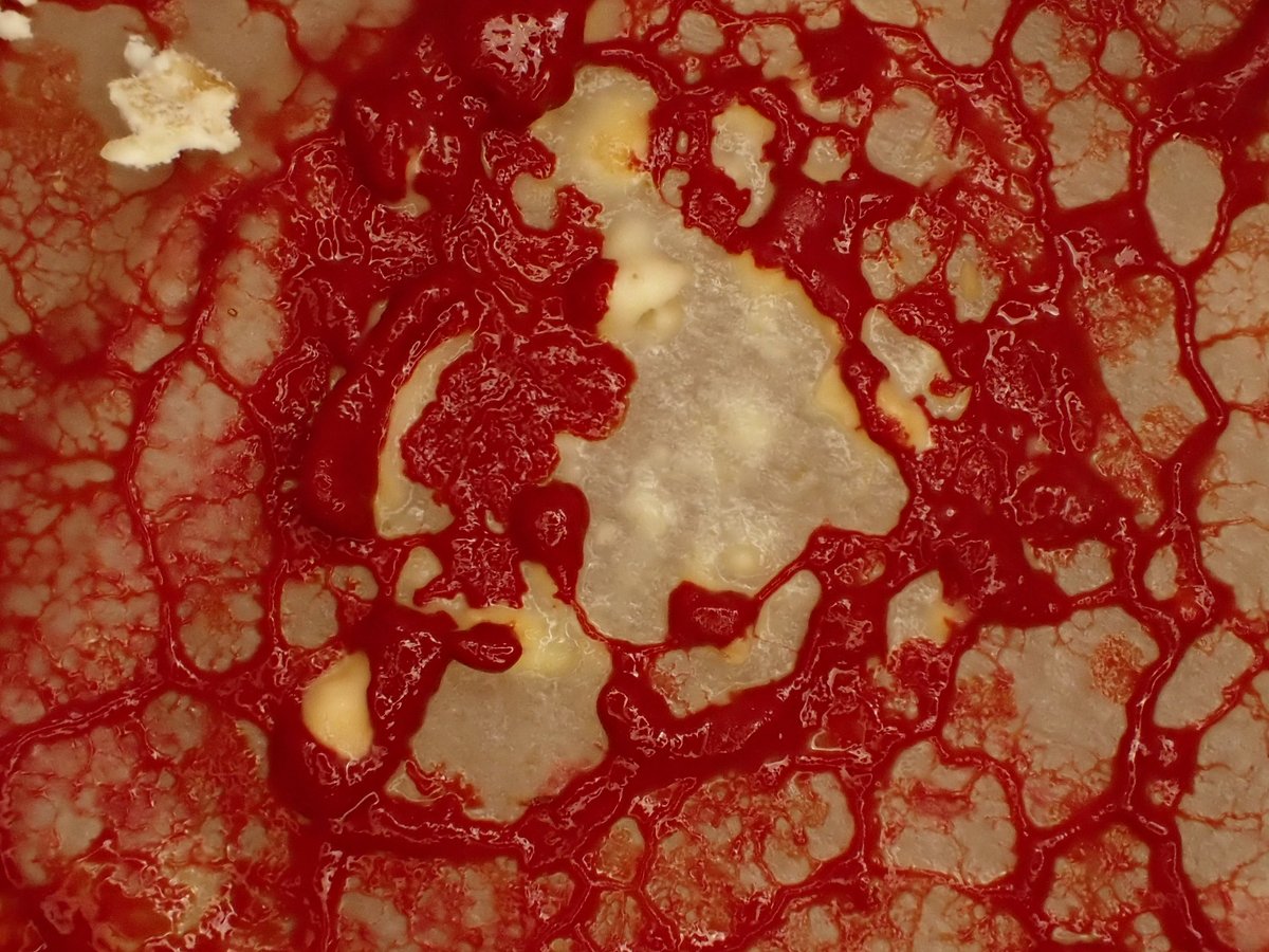 アカモジホコリの変形体はめちゃくちゃ格好いい