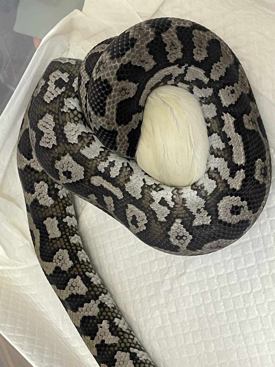 ビンタロちゃん tweet media