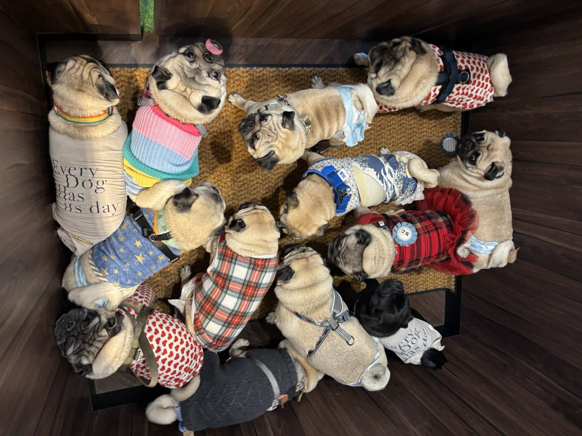 Ryuthepug's tweet photo. パグパーティ https://t.co/UjLb0CidGT