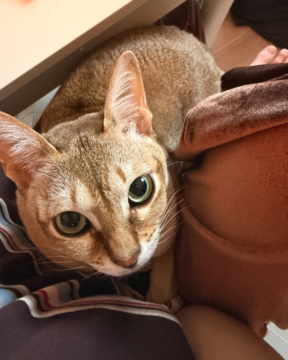 snexxxxxxx's tweet photo. 膝の上からめっちゃ見てくる
熱視線...🐱 https://t.co/Kuz87GeYLF