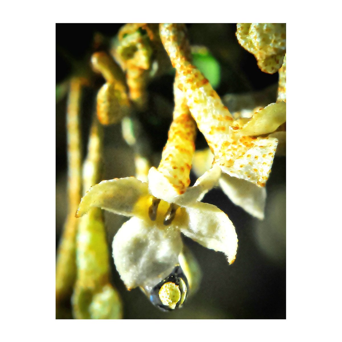 hiroyuki_0014's tweet photo. シリーズ『droplet 』しずく。
グミ
2019年4月9日撮影
Series: "droplet" 
Photo taken on May 9, 2019
#グミ #茱萸 #Silverberry #Oleaster https://t.co/U0HmDRMwDe