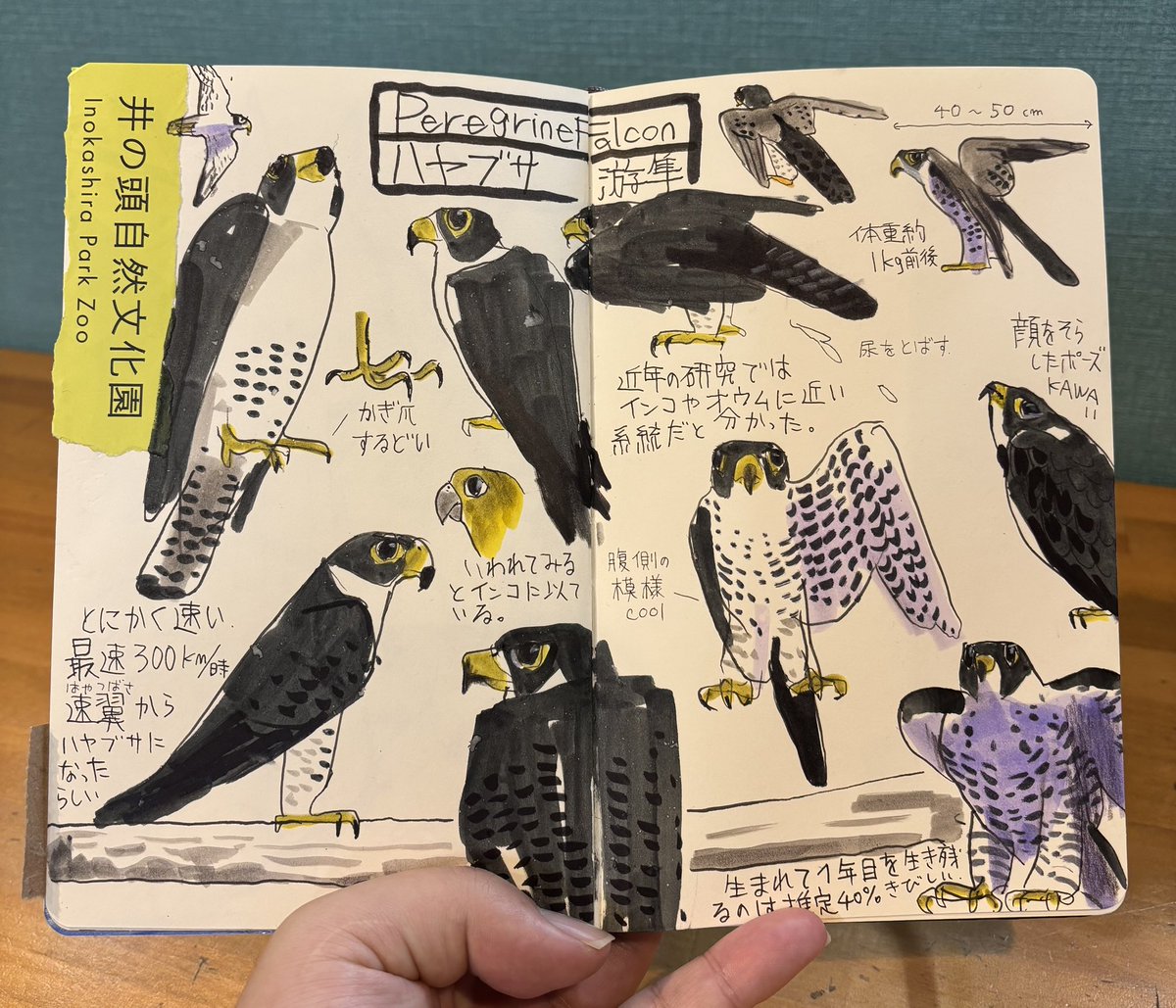 井の頭自然文化園でのスケッチ会、終了しました。
ご参加くださった皆さまありがとうございました😊 