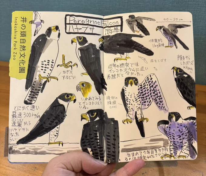 井の頭自然文化園でのスケッチ会、終了しました。
ご参加くださった皆さまありがとうございました😊 