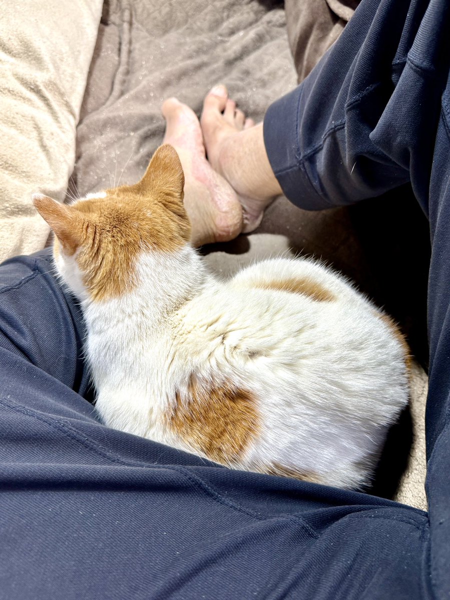 ⭐️猫Love⭐️ ビーちゃん #保護猫 #猫のいる幸せ #猫のいる生活 #猫好きさんと繋がり