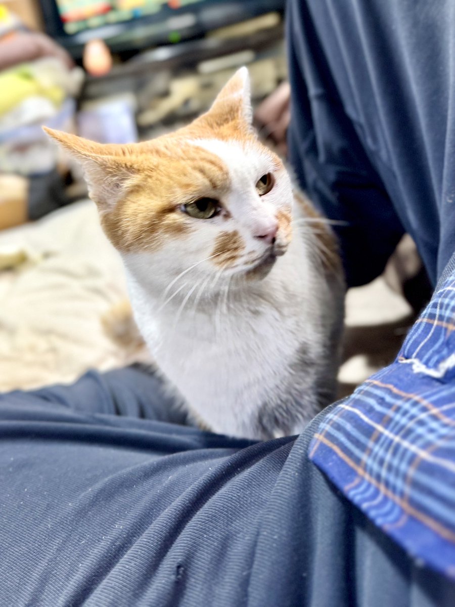 ビーちゃん #保護猫 #猫のいる幸せ #猫のいる生活 #猫好きさんと繋がり