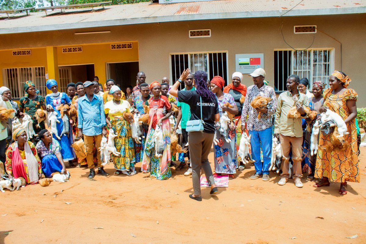 ICIRwanda's tweet photo. Yesterday 06 Feburary 2026, In Mwogo Sector in Bugesera District, ICIRWANDA supported 42 vulnerable families with 02 rabbits (01 male, 01 female) and 01 chicken layer per family to enable quick multiplication, income generation, and improved child nutrition. https://t.co/lVnQZzutQ2