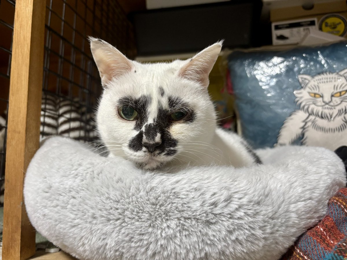 本格的に雪降ってきてしまったのでちょっと早いですが閉店いたします🙏
皆さまご安全に〜！