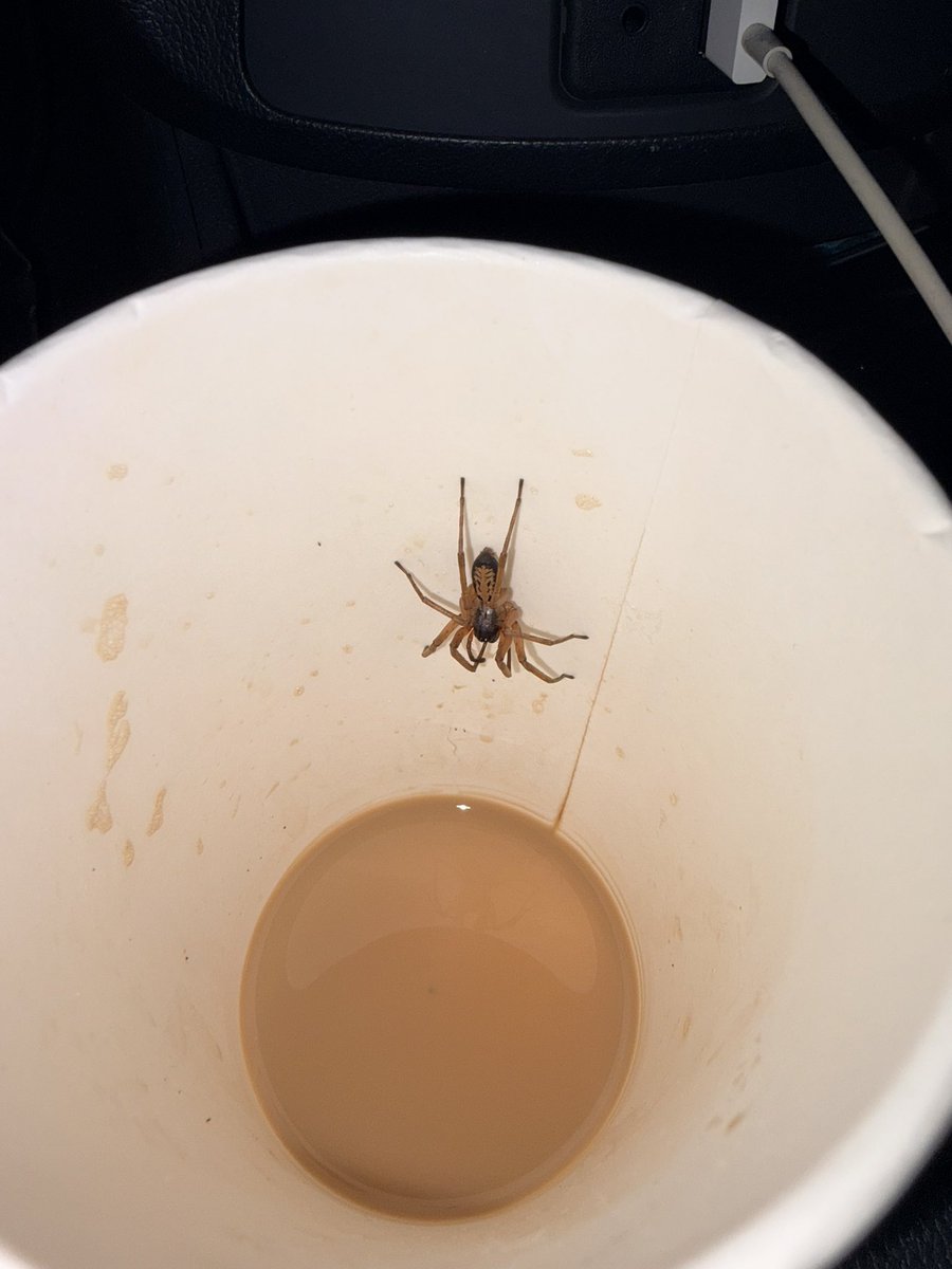 VelezAle's tweet photo. @grok que tipo de araña es https://t.co/NHjoyjd4uU