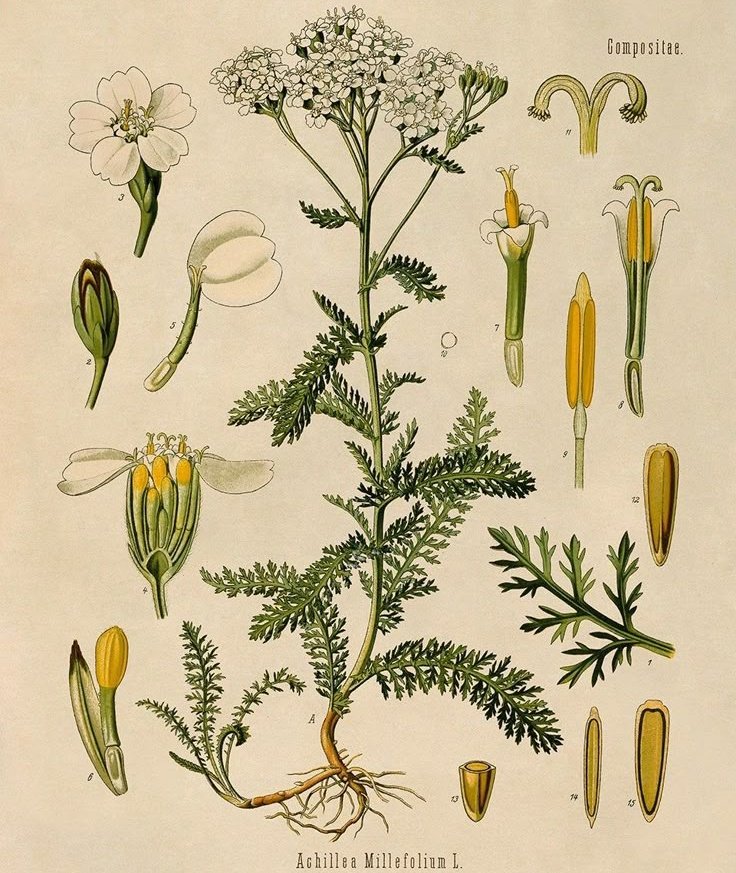Yarrow-Mae 🌱 tweet media