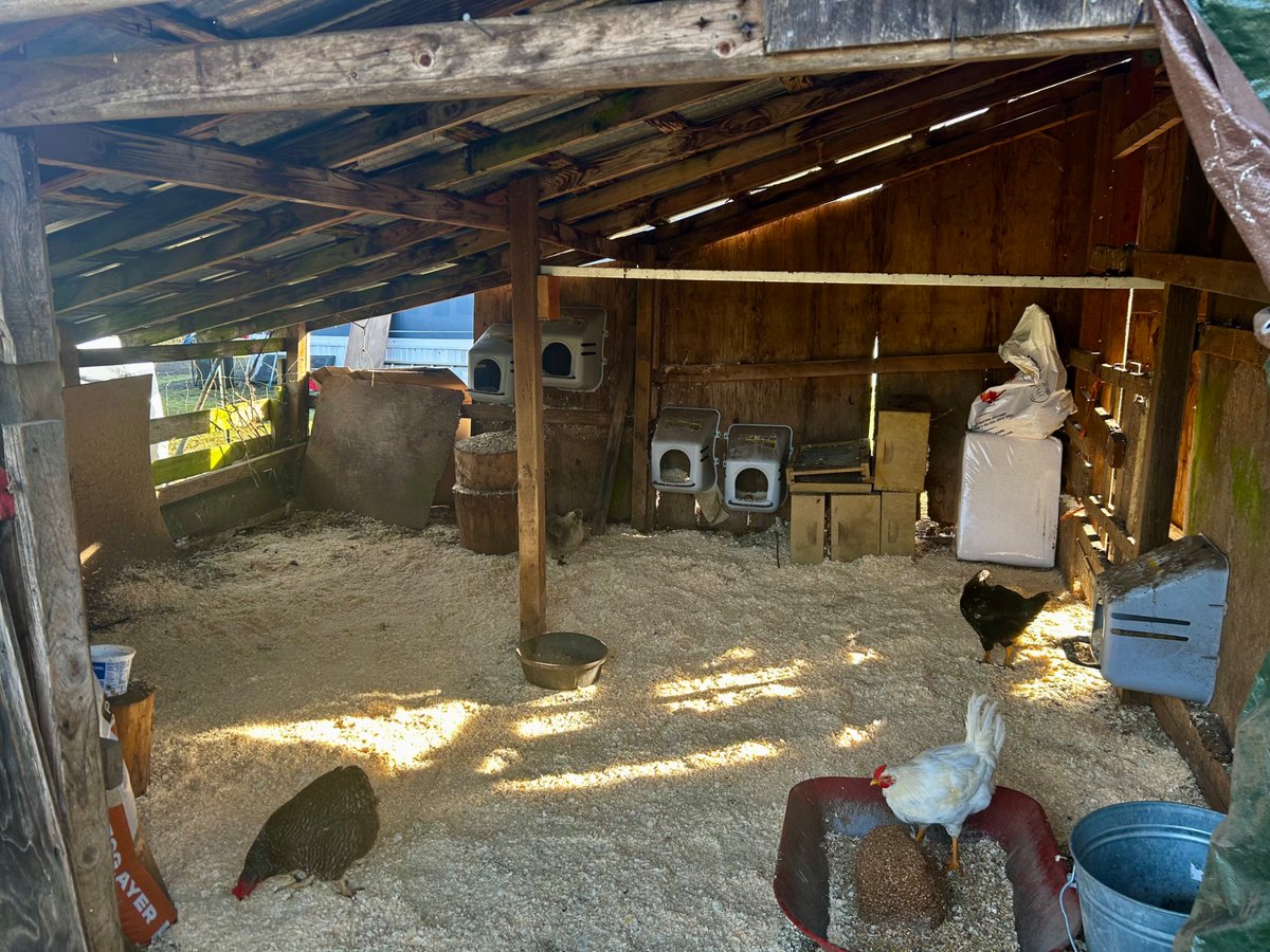 BobbySmash1985's tweet photo. #Oregon #farmlife #nature #farming #freerangechickens #Oregonfarming #outdooradventures https://t.co/Eq6kC4CPdS