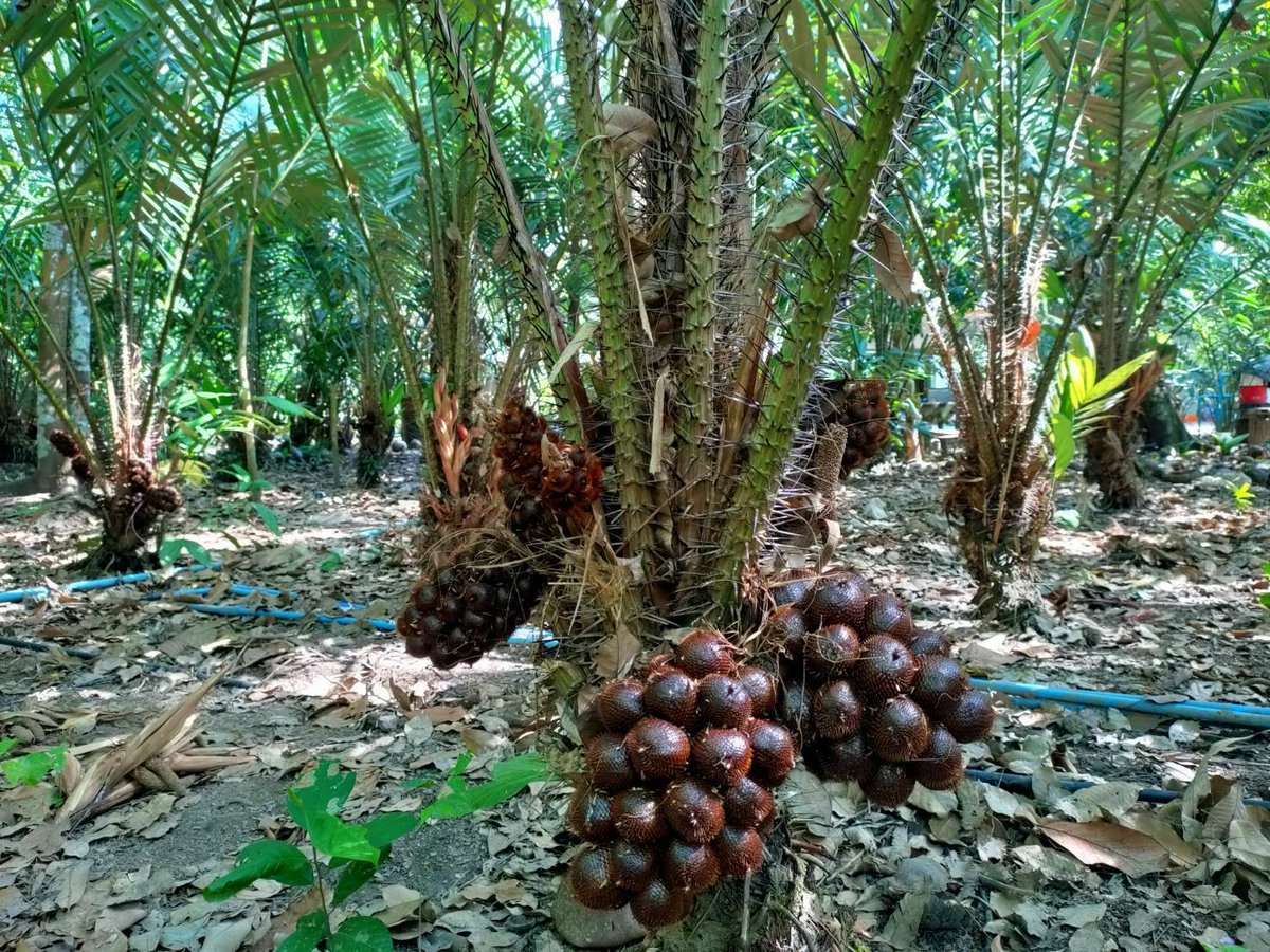 uAc220v's tweet photo. @gabdorian_ @Rochi55541 It 's name Salak or Snake  fruit https://t.co/jKMSg4Pa9M
