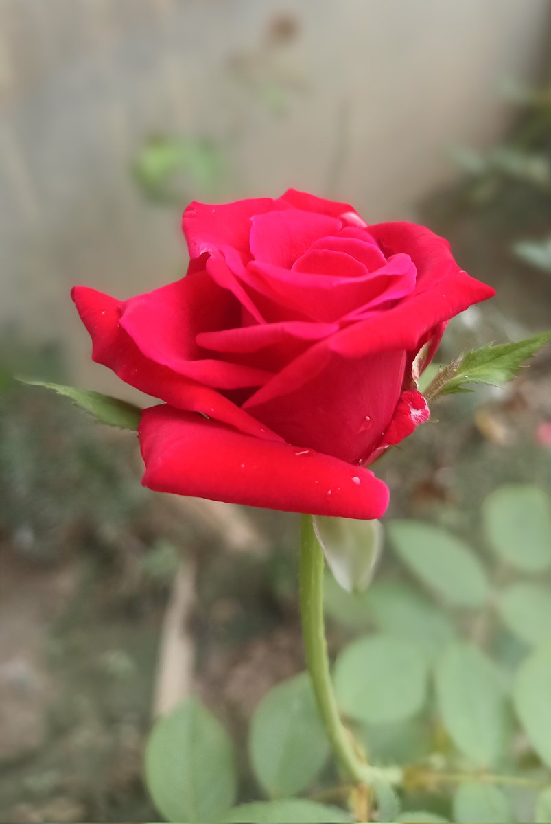 फूलों के राजा गुलाब से.... 
मुहब्बत करने वाले को #RoseDay की ढेर सारी मुबारकबादी