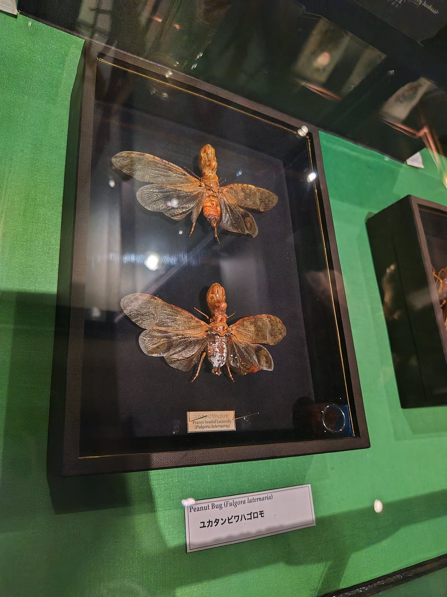 ユカタンビワハゴロモはじめて見ました。すごいフォルム。確かにこれは