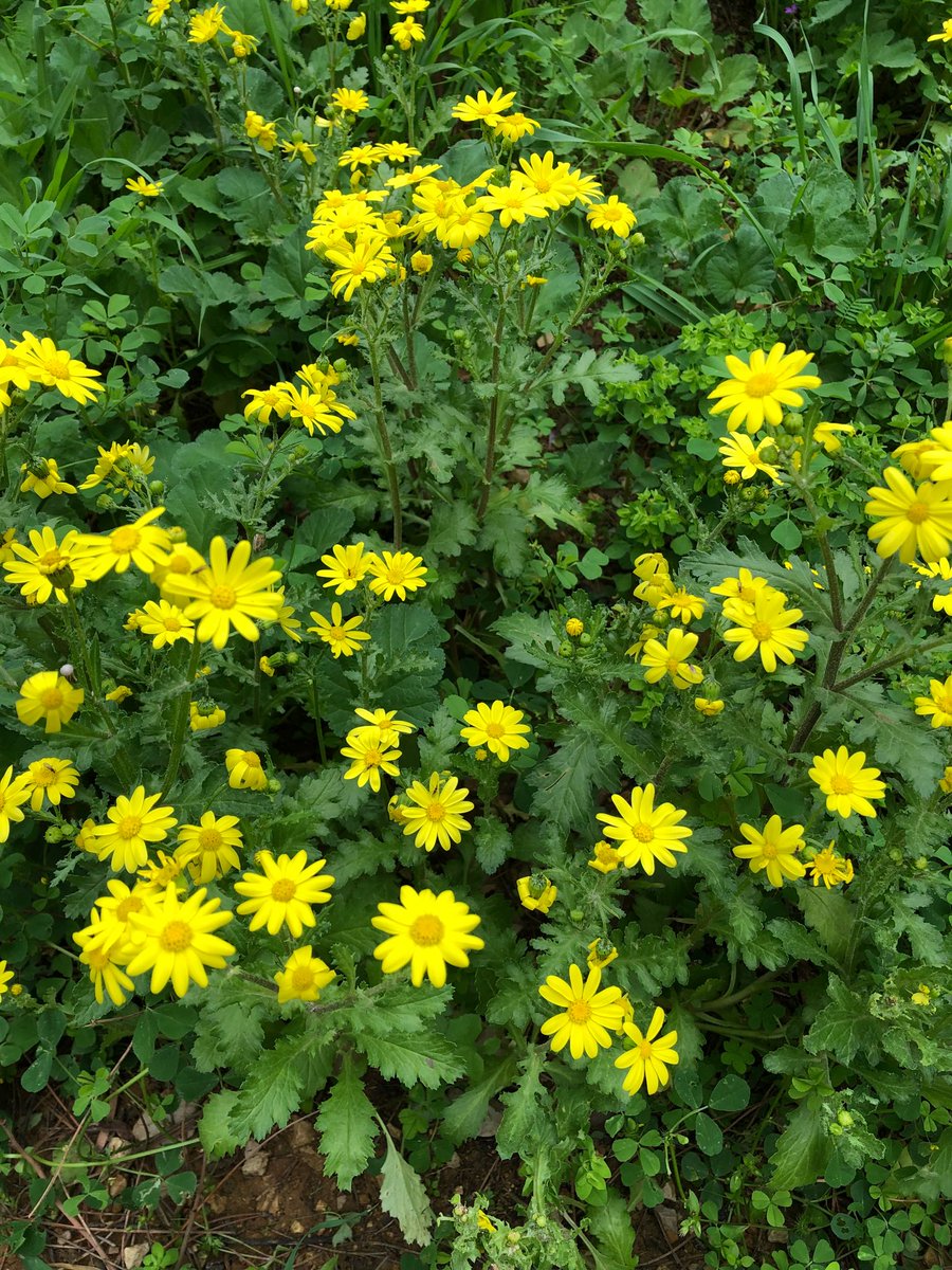 Good morning X-Friends…Happy Saturday 🌼🍀☕️☀️💚💛
My photo 📸

#SaturdayMorning 🌼 #CoffeeTime ☕️ #NatureBeauty 💛 #HappyWeekend 🌳 #StayPositive 💐 #PeaceAndLove 🕊️