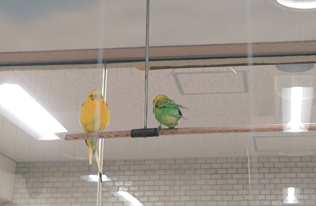 本日のことりの広場をお納めください