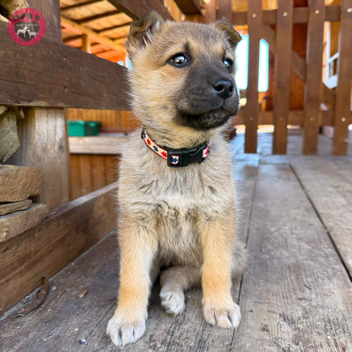 Her mum is gone, her siblings are missing, and she's the tiniest dog in our shelter. Jessie should be shy and shut down. Instead, she's a pocket rocket. Small but mighty. Fearless, confident, unstoppable. Whoever adopts this tiny legend will hit the jackpot!

#Puppy #DogRescue