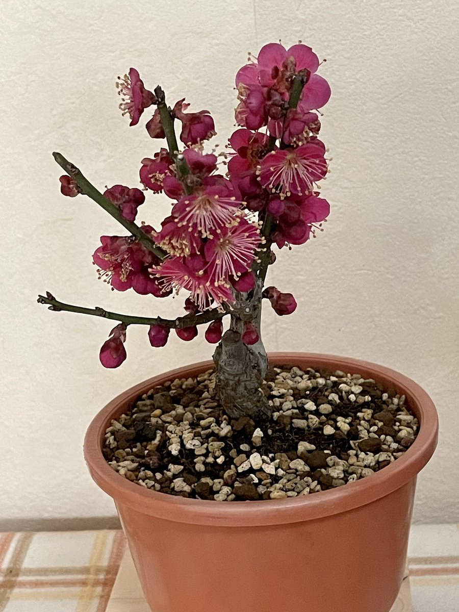 先月長浜盆梅展でお持ち帰りしてきた紅梅一重。一昨日一輪咲いたなと