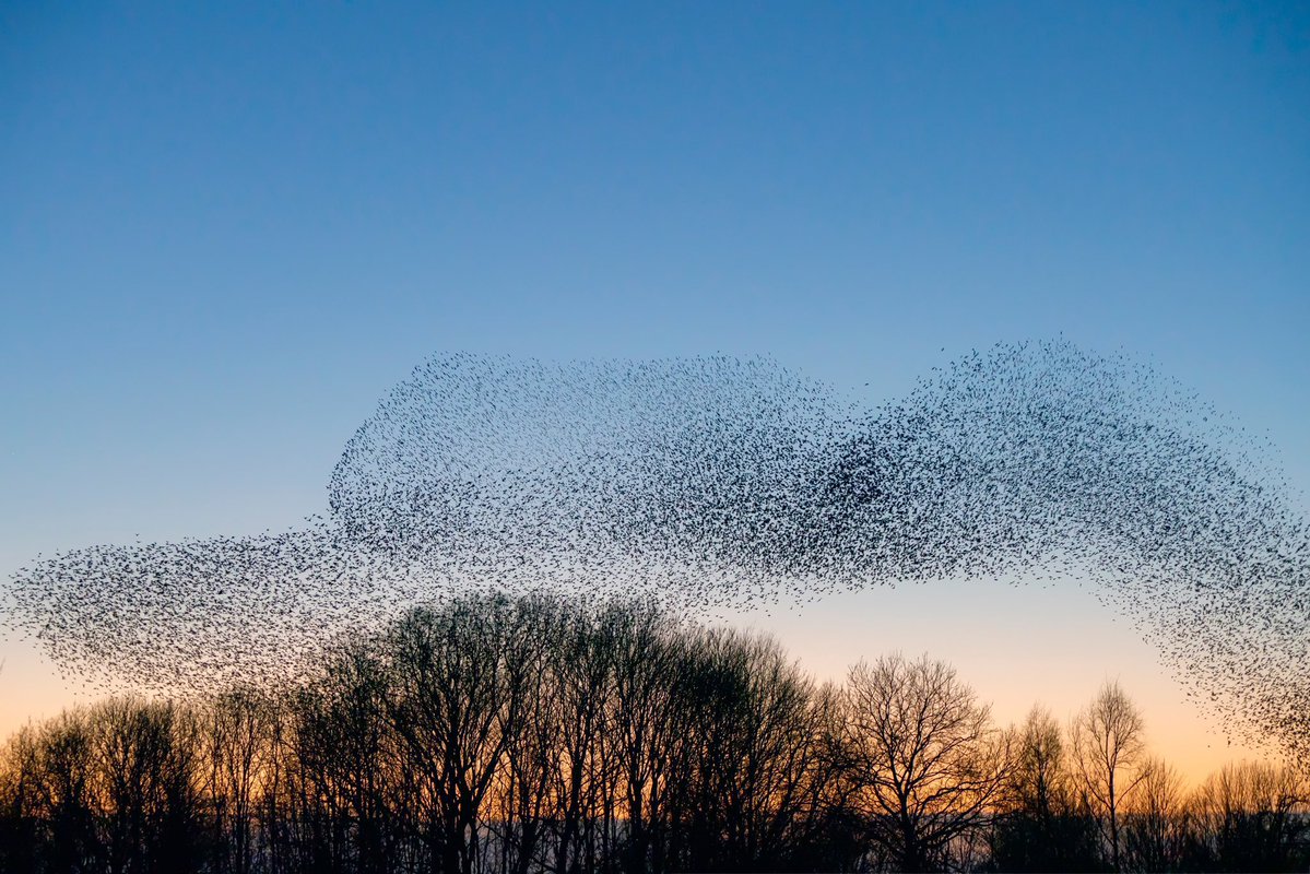 “One of the most glorious sights on a winter’s day is to see a flock of starlings rise from a field, sweep through the sky, and the settle again as a single entity, as if one single brain directs it, one single set of muscles controls its movement.” ~C.R.Milne #Birds