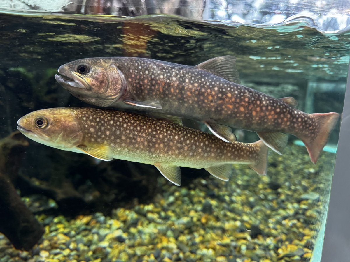 せっくすのぜんちょう