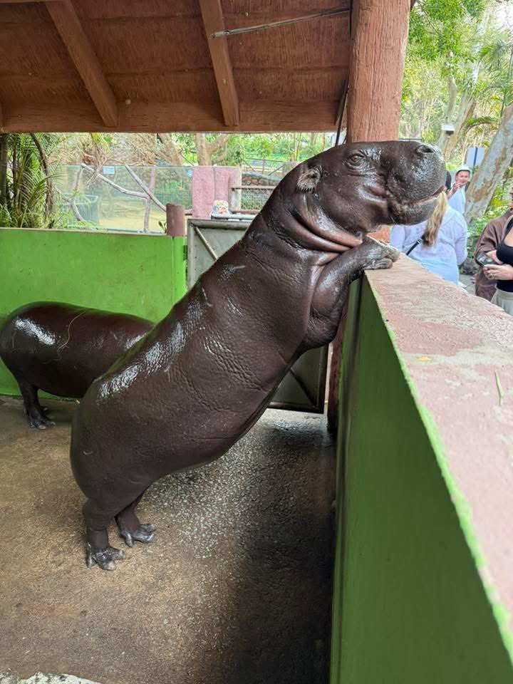 นี่ก็ยืนทั้งวัน อยากรู้อยากเห็นไปหมด #hippo #PygmyHippo #ขาหมูแอนด์เดอะแก๊ง #หมูเด้งเด้งกี่โมง #Moodeng #พี่ขาหมู #สวนสัตว์เปิดเขาเขียว