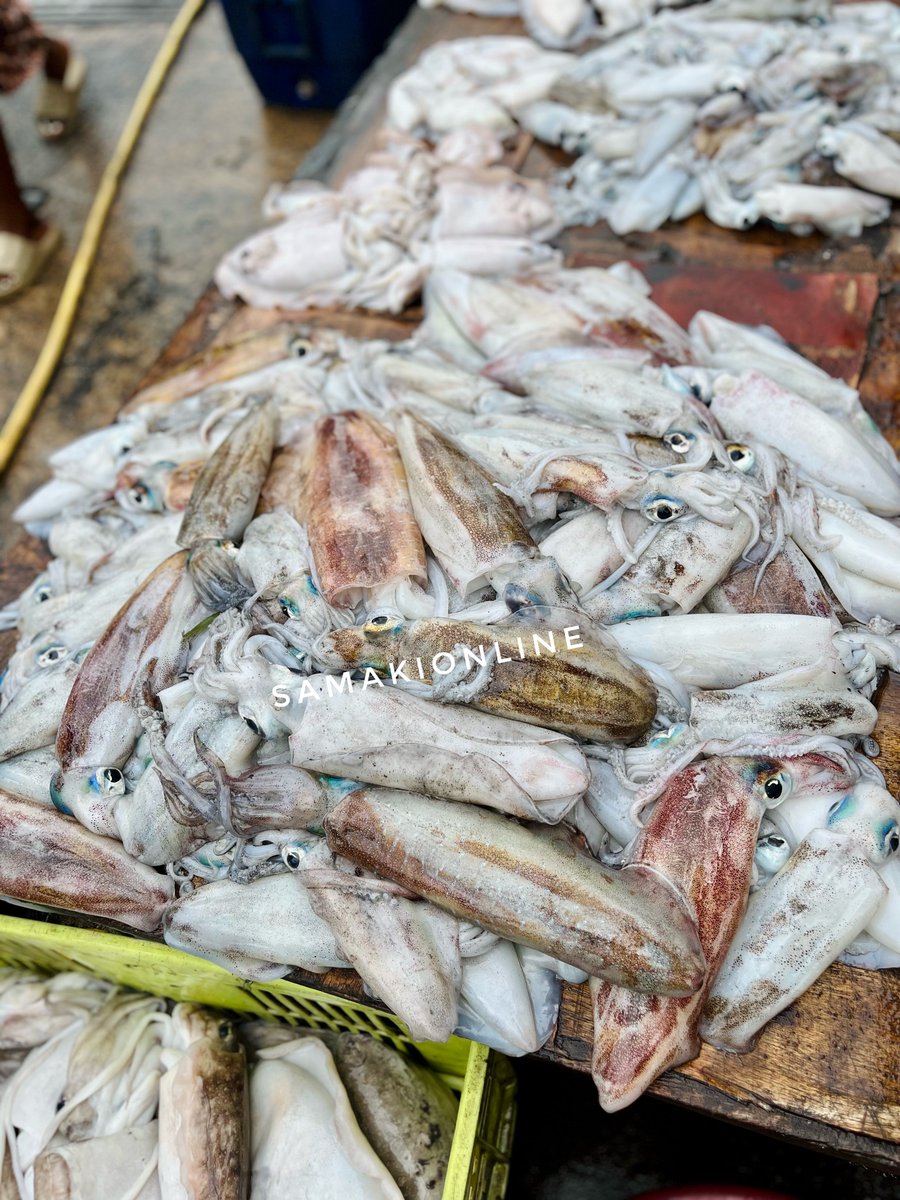 SamakiOnline's tweet photo. ๐จWeekend Squid Deal๐จ
Buy 3kg of fresh squid (Ngisi) and get FREE delivery.
Clean,tender and packed with flavor ๐ฆmore squid,more value,no delivery cost.
This weekend only. Order now before itโs gone. #WeekendDeal #SquidOffer #FreshSquid #SeafoodLovers #SeafoodDeal https://t.co/And7FGkJOr