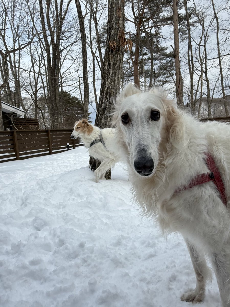 #borzoi #longdog #dog #ボルゾイ #大型犬