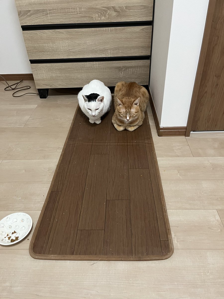 セツコ・山田(猫おばさん) tweet media