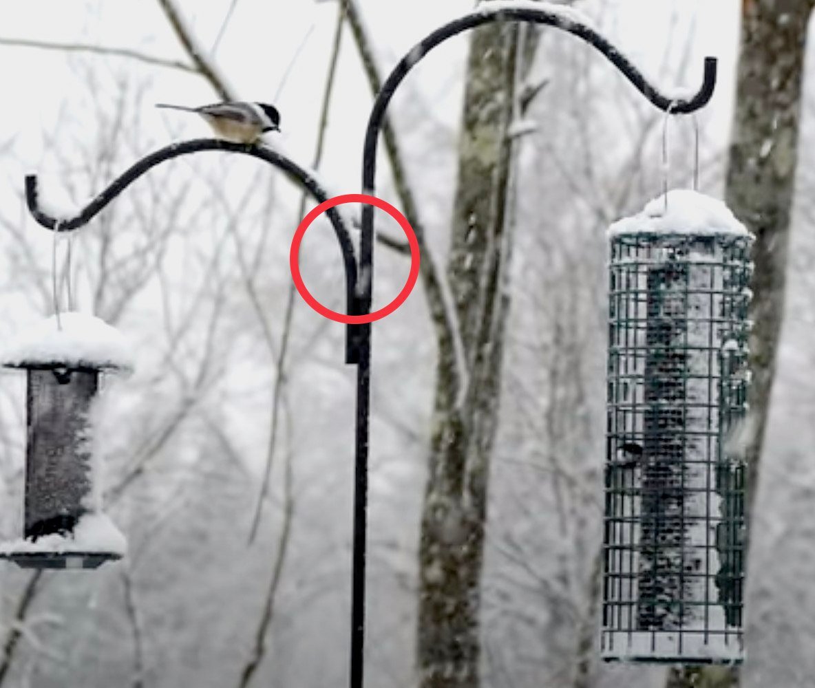 Chicago Bird Collision Monitors tweet media