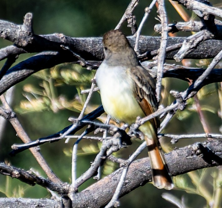 A Nuttings Flycatcher has just been confirmed in Santa Cruz County, AZ! (CODE 5) ebird.org/checklist/S298… Photo: Jacob Bagley #ABARare #birding