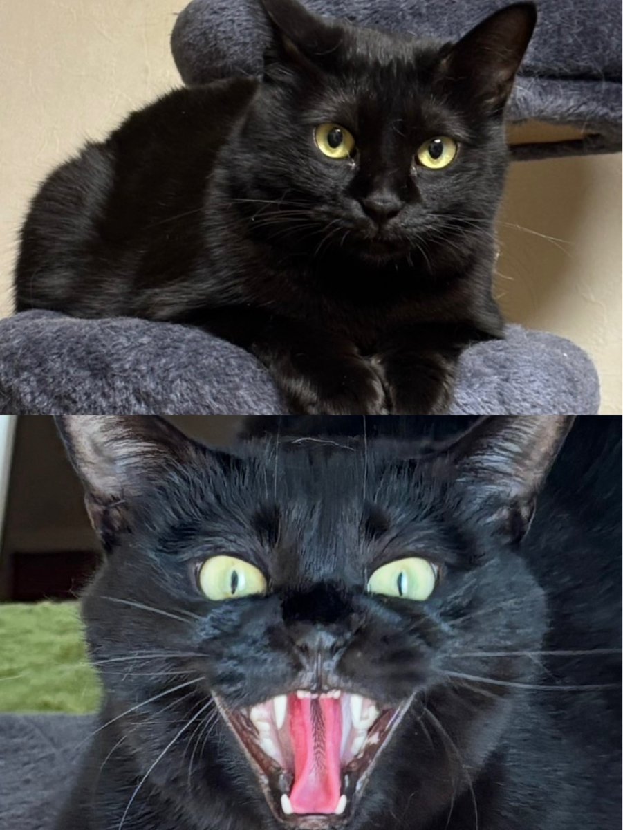 知旦那☆彡 tweet media