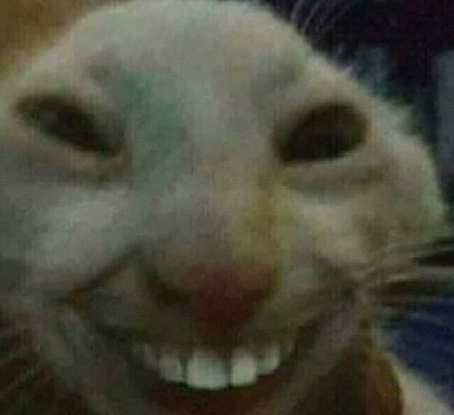 jelek-jelek begitu, kalian tetep sayang kucing kalian kan?