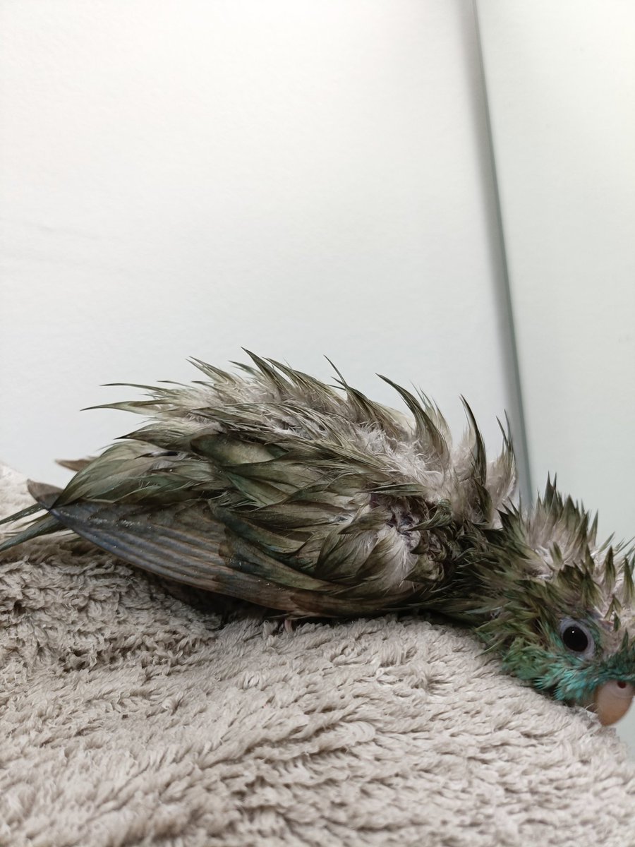 sazamaruu's tweet photo. サザナミはいいぞ！！！
うちの子見ていってください🐦🐦 https://t.co/aqXcOZTofH