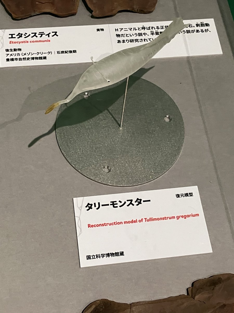 TanakaY_evodevo's tweet photo. 科博の大絶滅展に行ってきました https://t.co/Mx43lyGFha
