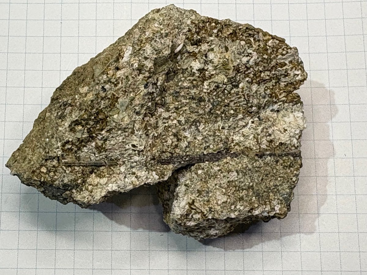 ウニの棘の化石です。長さ約60mmもあります。 大抵はボキボキと