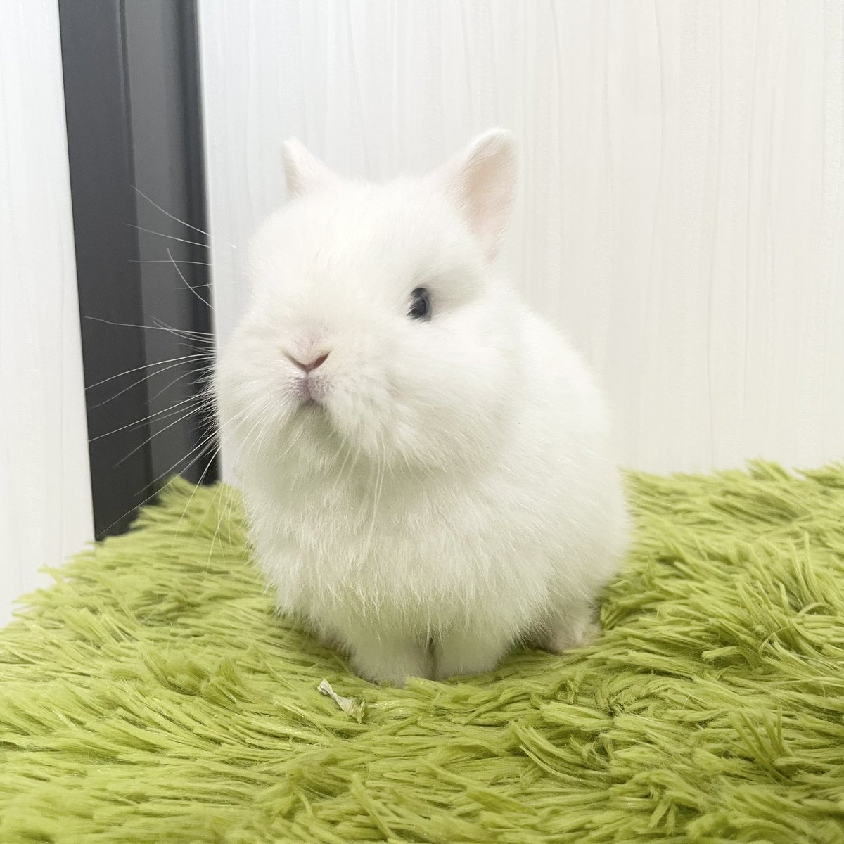 うさぎ専門ブリーダー White Rabbit (@whiterabbit_46) / Posts / X