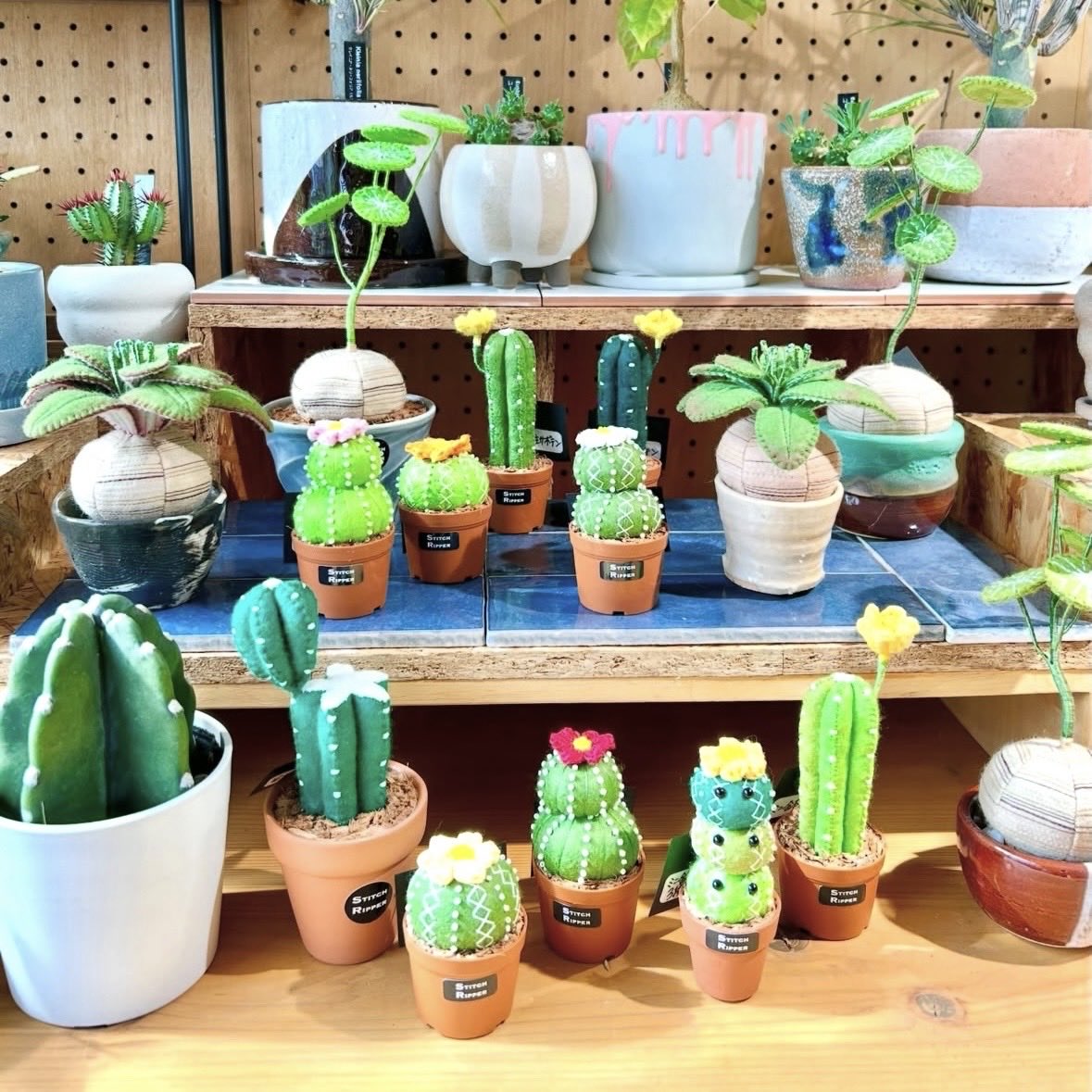 🌵先日お届けしたビカクシダ、ドリナリア、オニワライ、ステファニア、ミニサボテン等を紹介していただきました🎶

デザートプランツ《 @DesertPlants363 》
▫️住所:世田谷区宮坂3-6-3-1F
▫️アクセス:小田急線経堂駅3分
▫️12:00-19:00
▫️店休日:(火)(水)(木)＋不定休（祝日営業）