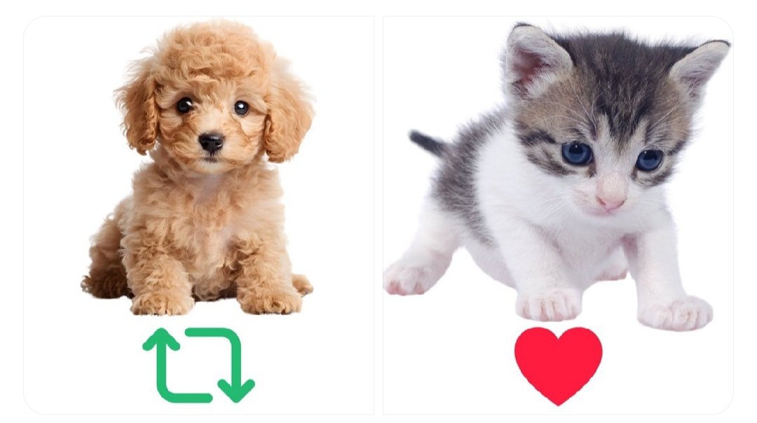 Are you a dog person? Or a cat person?  
Please show me some cute pictures