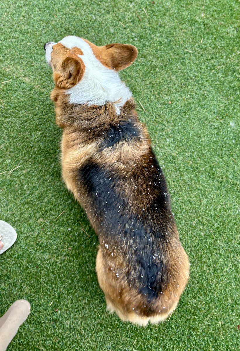 わんこの背中に雪　#コーギー