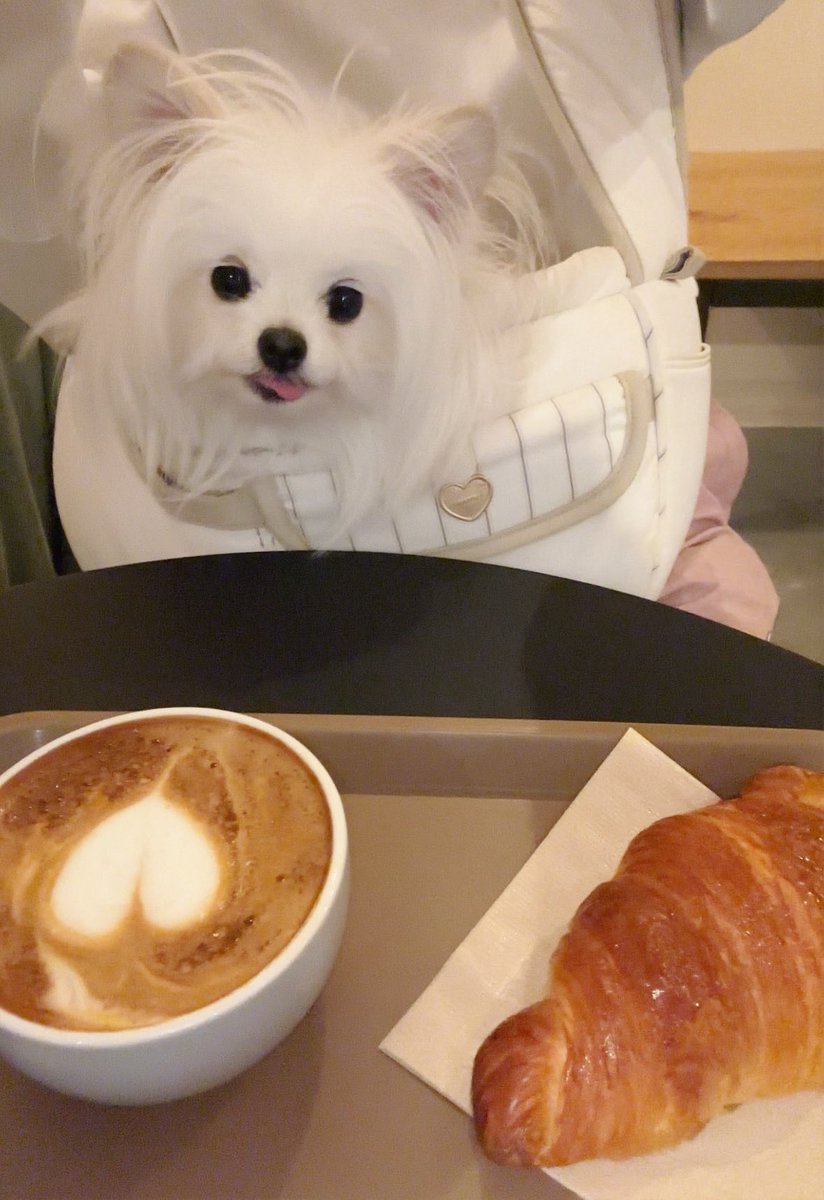 かわいーぬ (@kawai_nu_san) / Posts / X